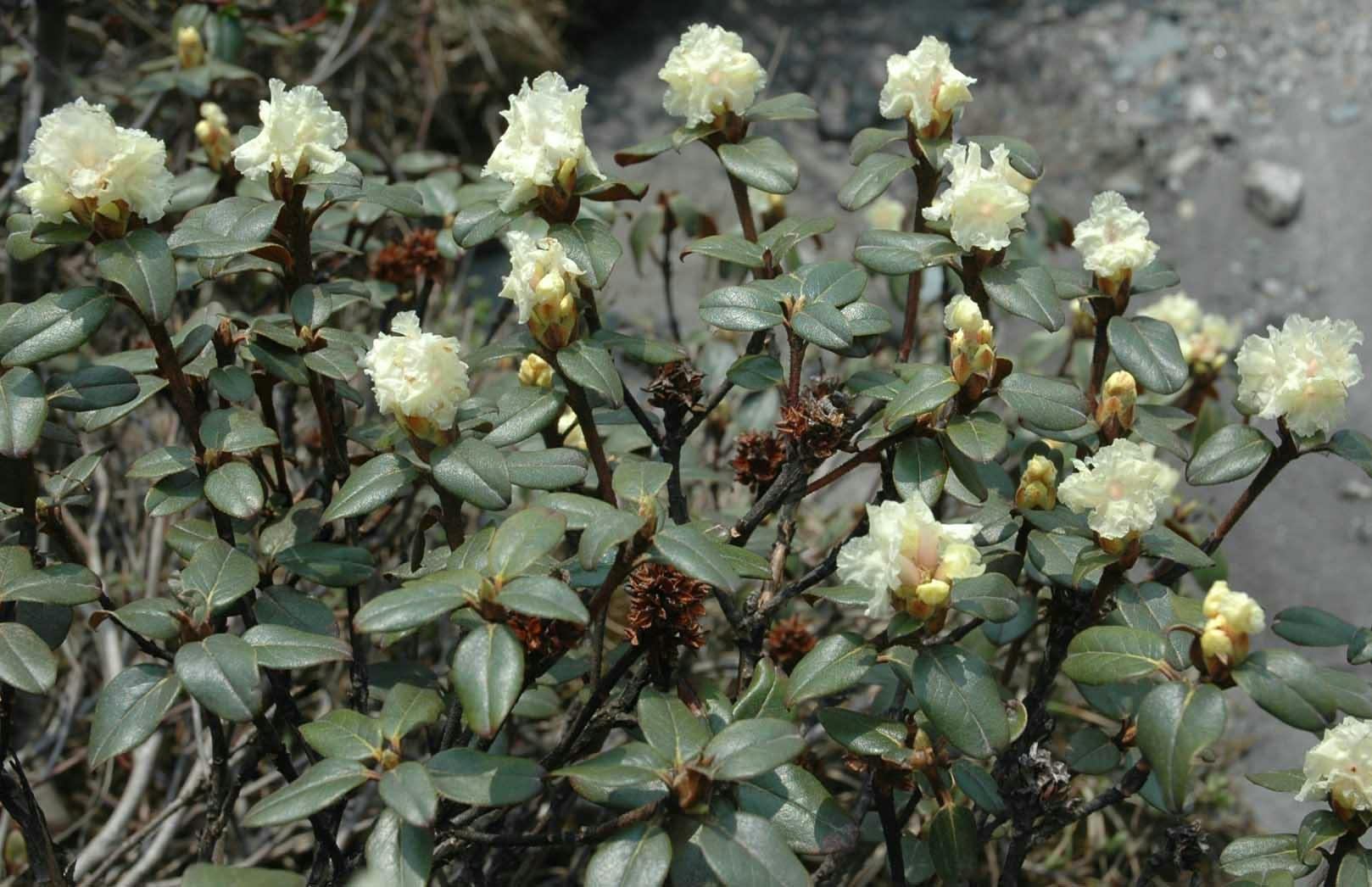 Himalayan Dwarf Rhododendron Oil